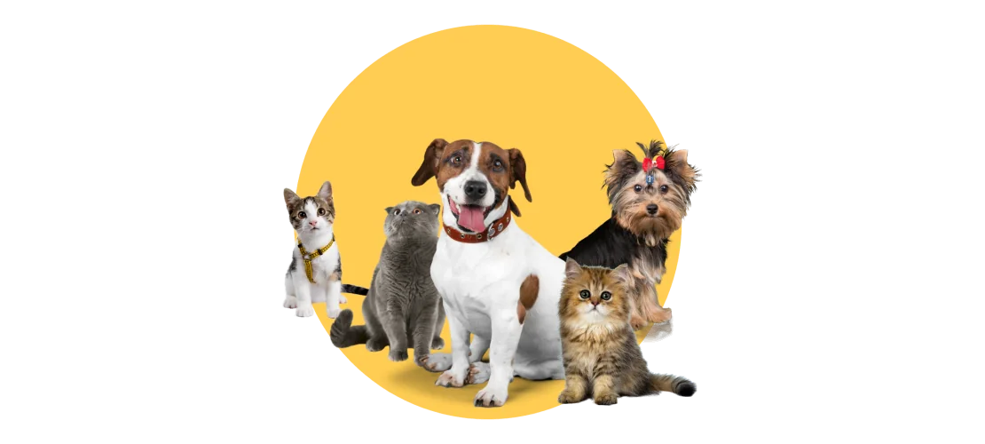 Dog Collection